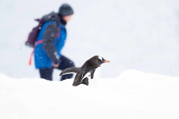 Antarctica Complete 