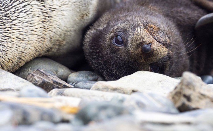 pup seal face aurora antarctica