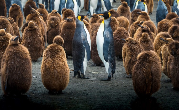 south georgia gold harbour scaled aurora