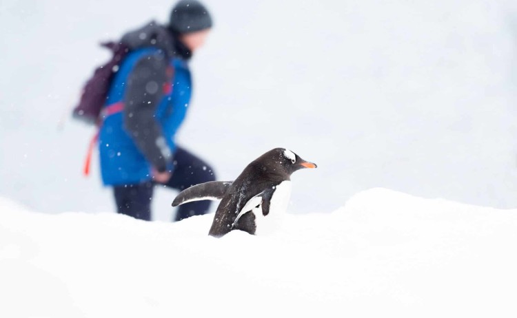 wild antarctica penguin Aurora
