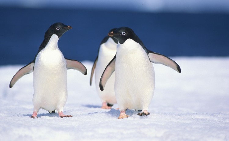 Antarctica Wildlife Penguins 35 800