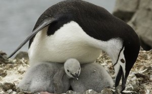 Chinstrap penguin Antarctica peninsula OW