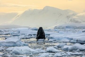 Antarctica Hosted Journey 2026