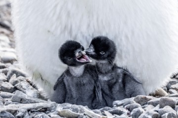 Antarctica Exploration | Venture