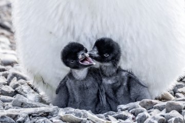 Antarctica Exploration | Venture