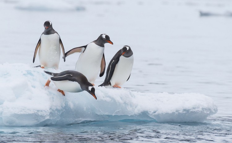 Gentoo penguins in Antarctica