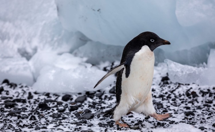 SEA VEN Antarctica Brown Bluff Adelie Penguin