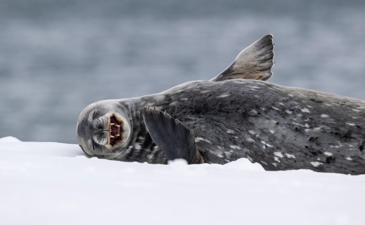 SEA VEN Antarctica Mikkelsen Harbour Weddell seal