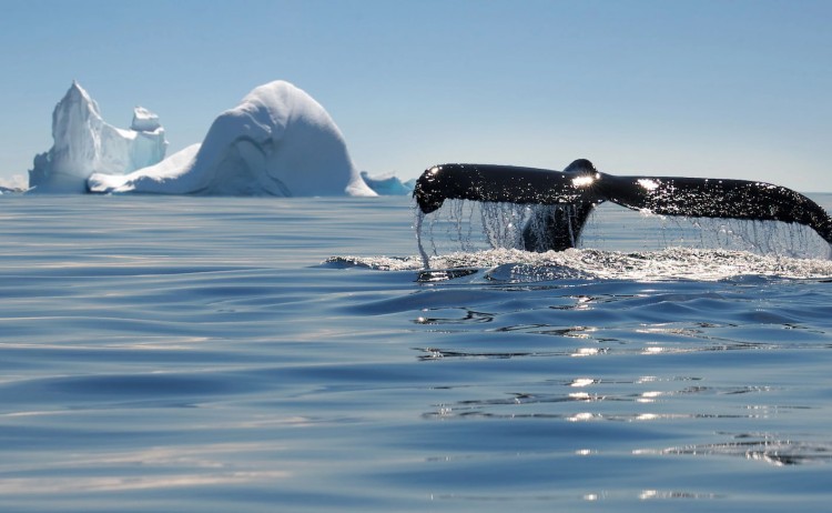 Whale Antarctica