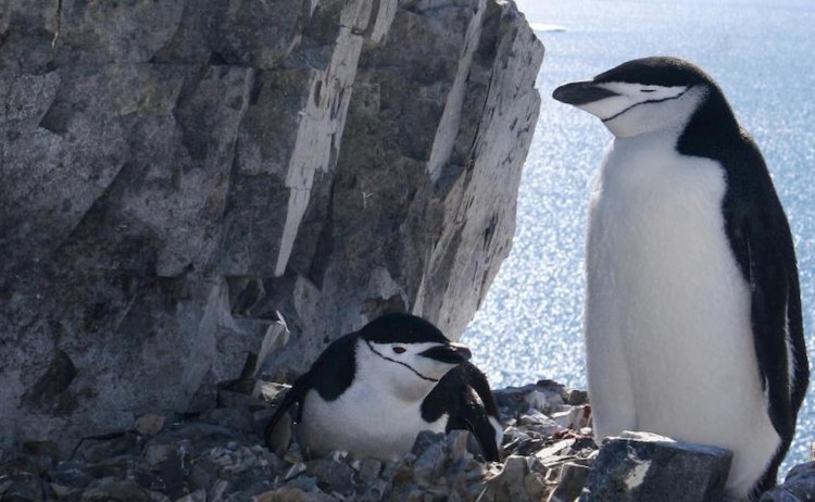 chin strap nesting Quark Antartica peninsula