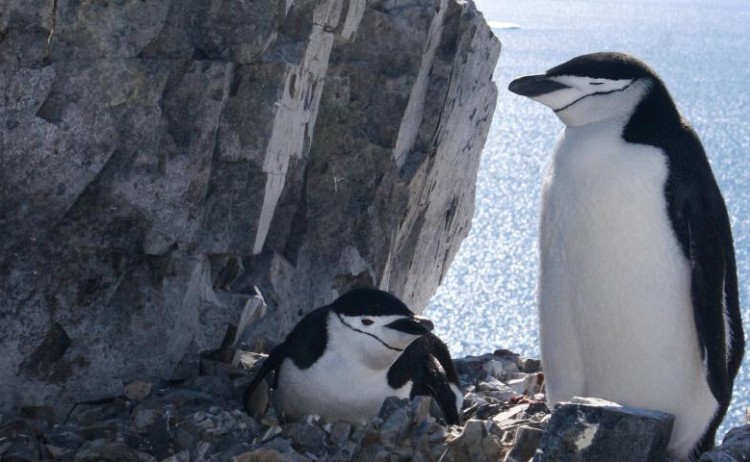 chin strap nesting Quark Antartica peninsula