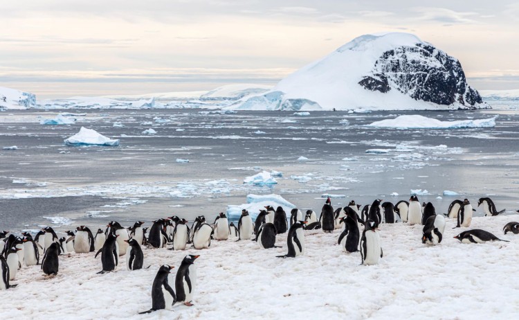 Antarctica Danco Island gentoo penguins AE SMALL
