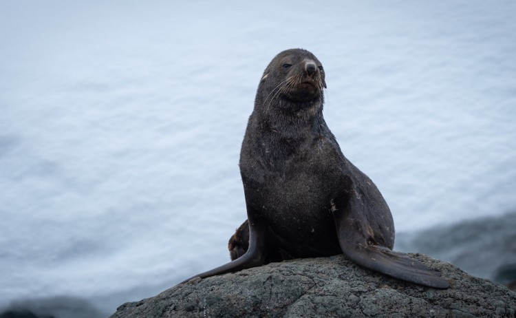 Antarctica Fly the Drake Passage Seals 1