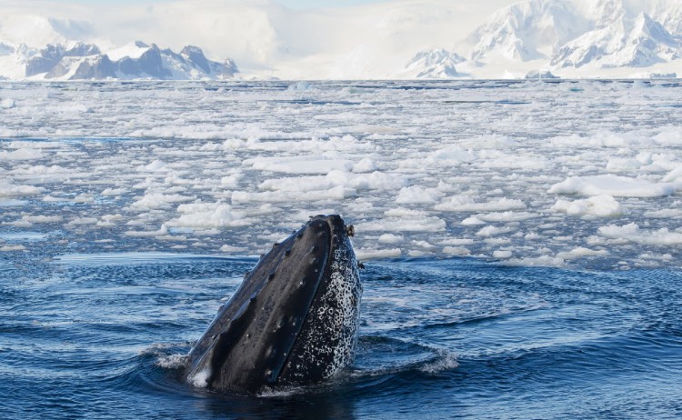 Antarctica Fly the Drake Passage whale spotted during Zodiac