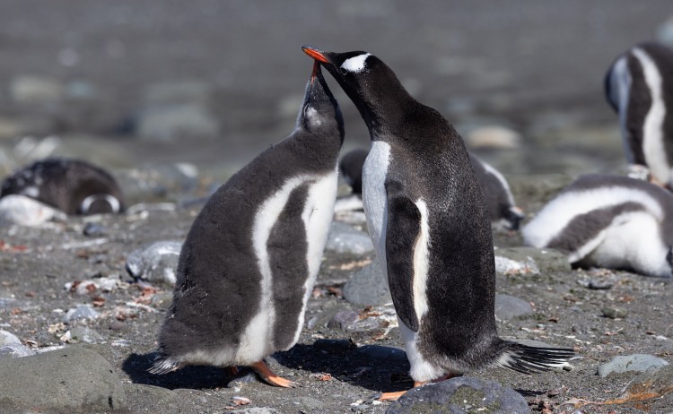 Antarctica Fly the Drake Passagegroup of Gentoo penguins