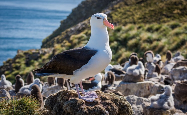 Birdlife in Falkland Islands