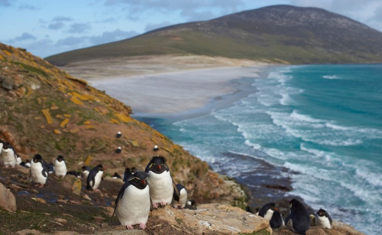 Colony of rockhopper penguins