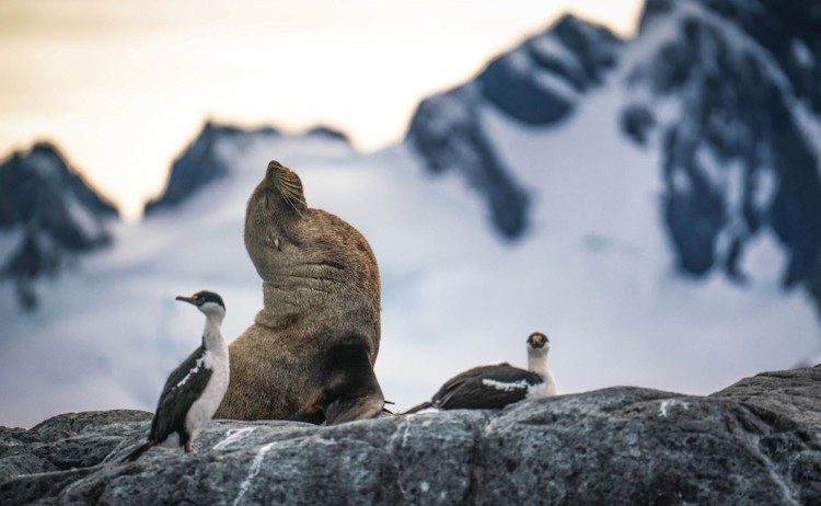 Cuverville and Orcas