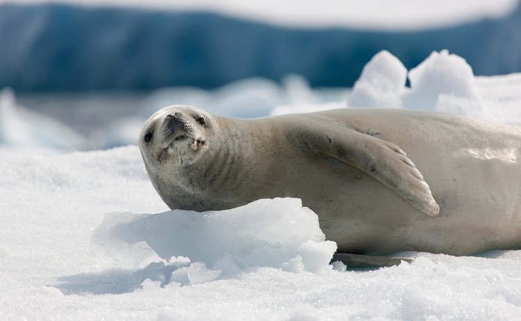 Seal lounging on the ice