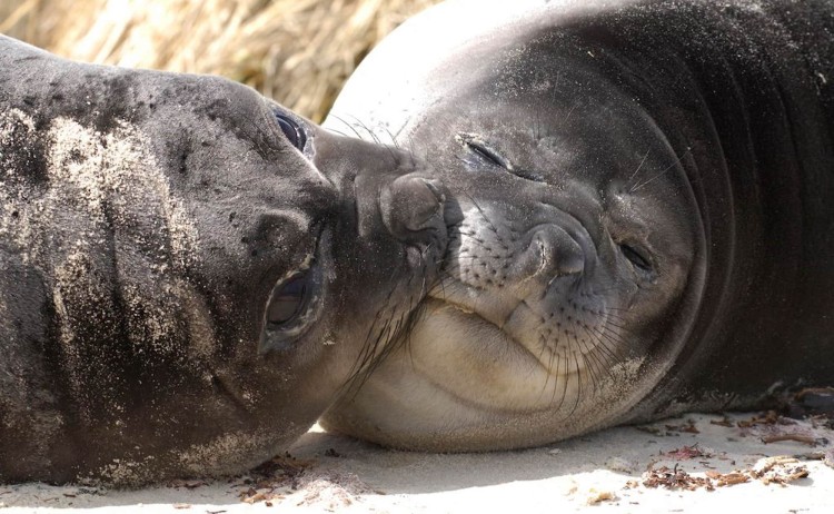 Seals in South Georgia