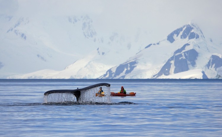 Whale Antarctica