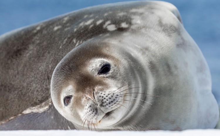 Falkland Island, South Georgia Seal