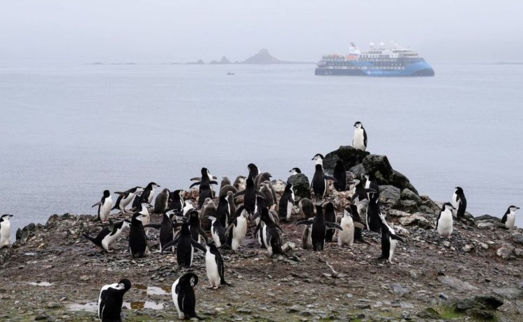 Antarctica Springs to life group of Chinstrap penguins