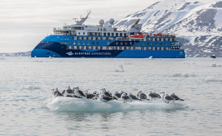 Antarctica Springs to life seabirds on ice floe and expedition ship