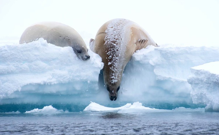 Antarctica Springs to life two seals