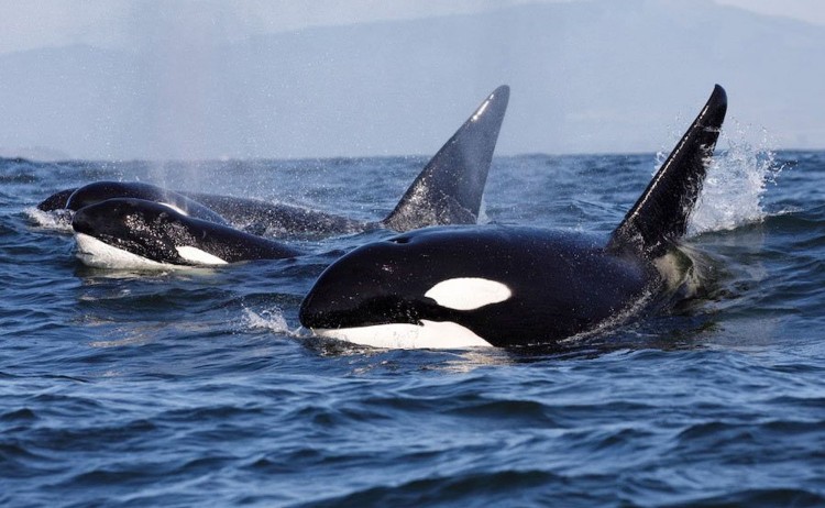 Antarctica springs to life group of Orcas
