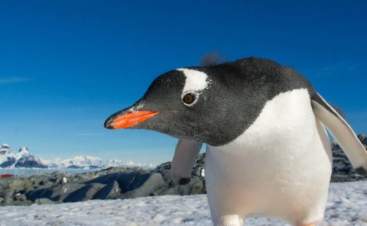 Curious penguin Antarctica
