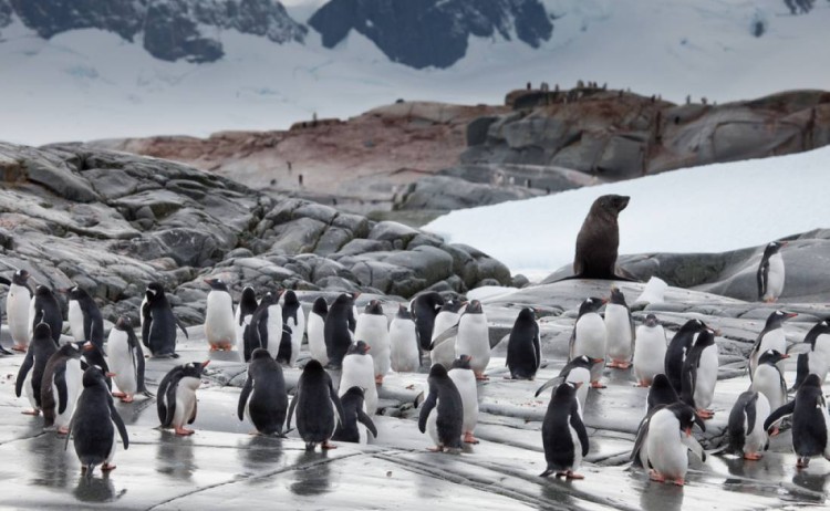 Gentoo penguins Antarctica peninsula OW
