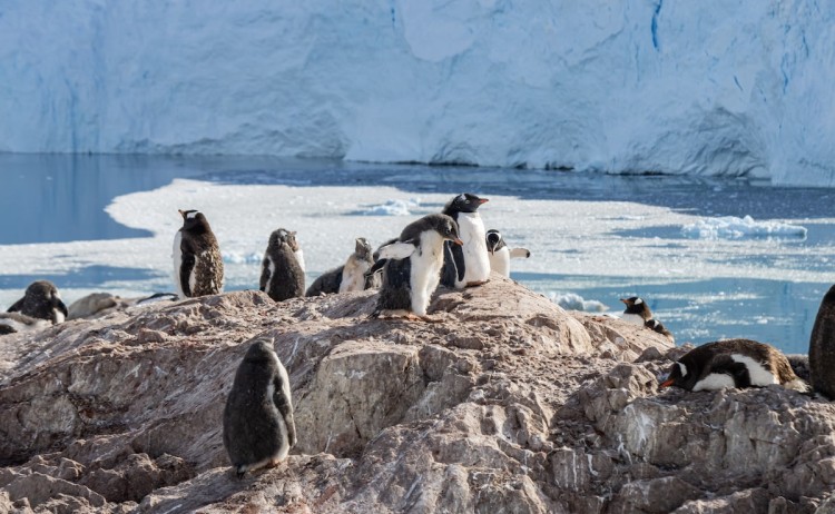Antarcticas Whale Season penguins at Neko Harbour