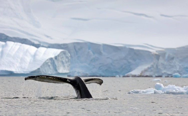 Antarcticas Whale Season whale tail