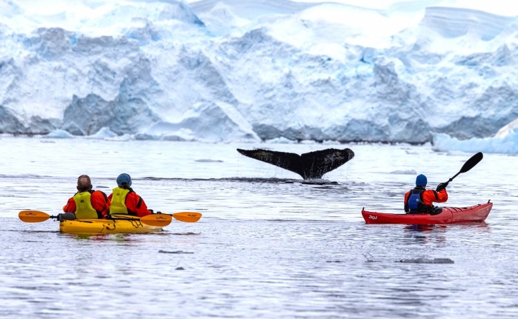 Antarcticas whale season kayaking activity and upclose whale watching