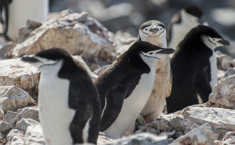 Chinstrap penguin