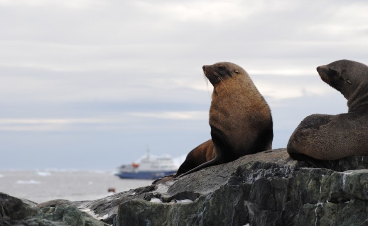 Fur Seals in Detaille island