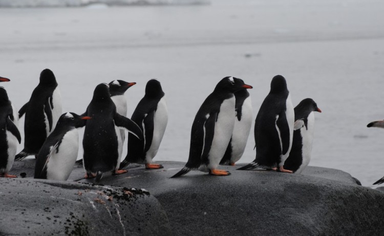 Gentoo Penguins