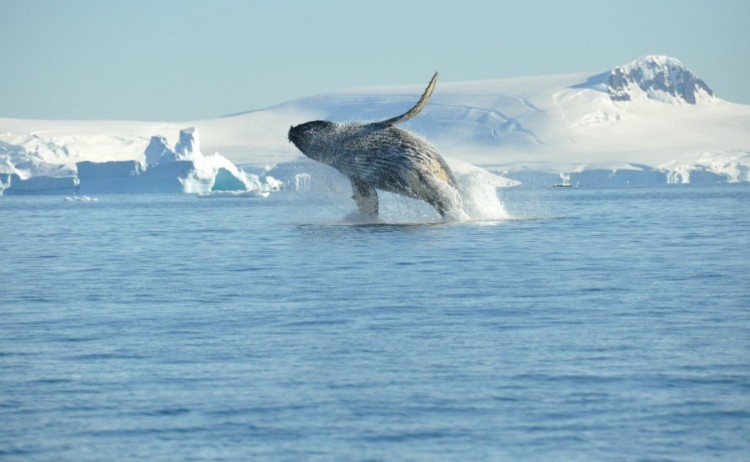 Humpback whale breaching in Antarctica