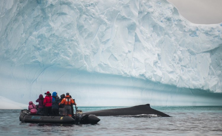 Humpback whale, zodiac crossing