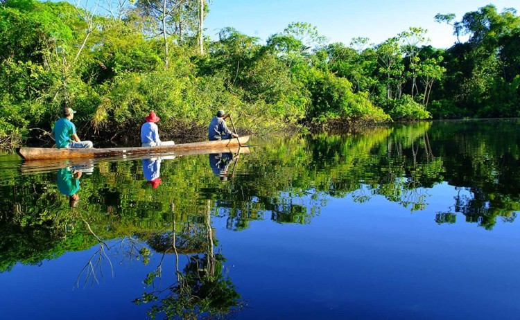 Amazon Mirrored Forest 01 v3