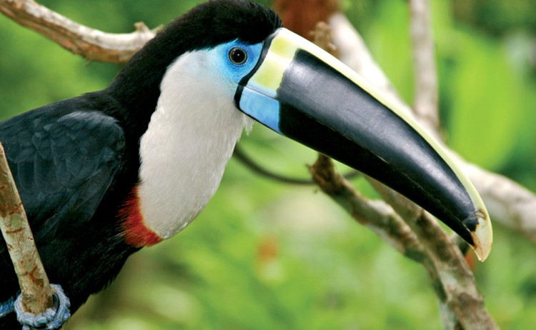 Amazon Toucan v3