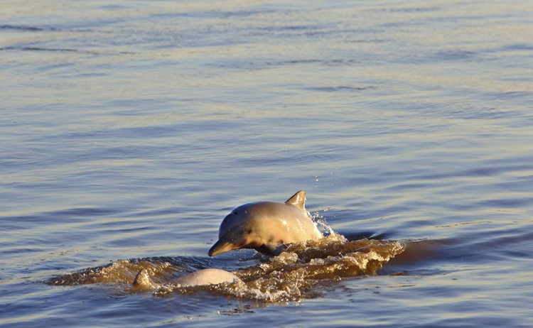 Aqua Nera Dolphins 02 v3