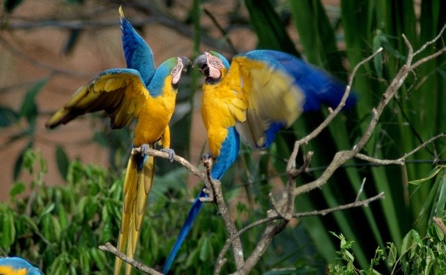Amazon parrots