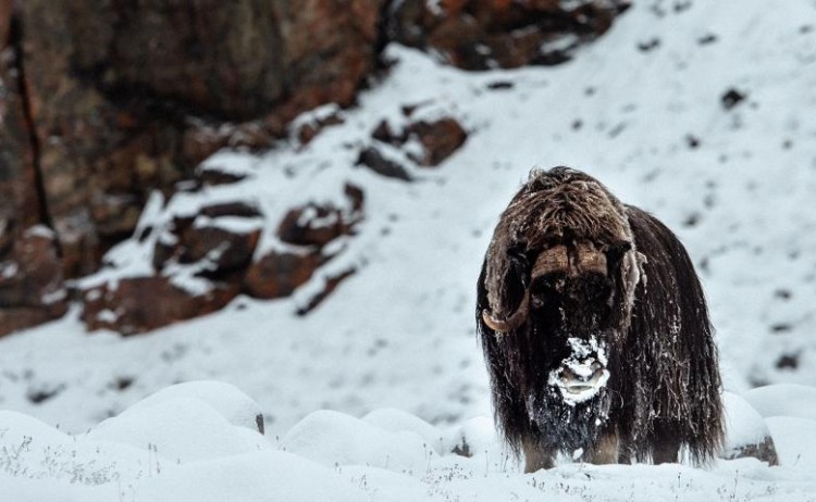 Wildlife Northwest Passage