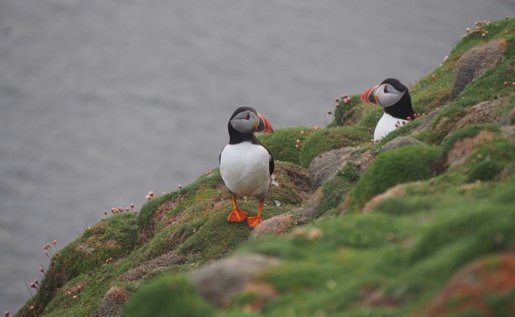 Puffins arctic saga