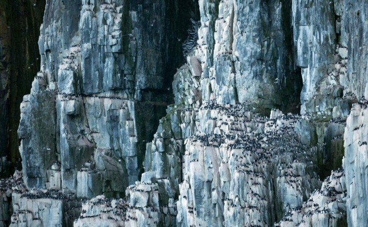 acaciajohnson svalbard 2016 51