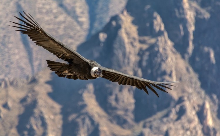 Arequipa and Colca Canyon tour, Condor above the Colca valley