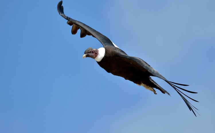 Arequipa and Colca Canyon tour, Condor flying