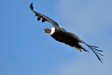 Arequipa & Colca Canyon